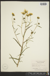 Helianthus angustifolius image