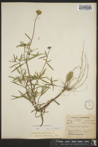 Helianthus angustifolius image