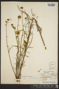 Helianthus angustifolius image