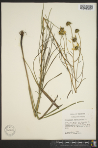 Helianthus angustifolius image