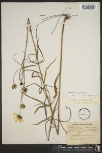 Helianthus angustifolius image