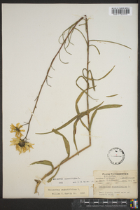 Helianthus angustifolius image