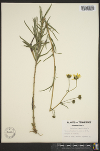 Helianthus angustifolius image