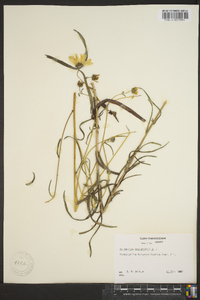 Helianthus angustifolius image