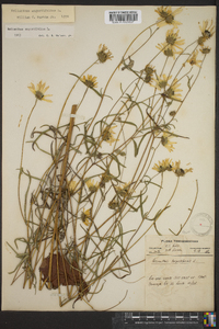 Helianthus angustifolius image