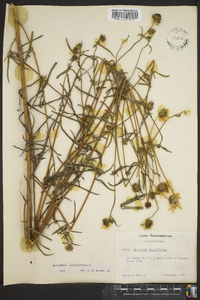 Helianthus angustifolius image