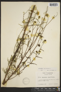 Helianthus angustifolius image