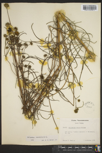 Helianthus angustifolius image