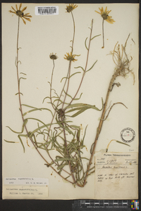 Helianthus angustifolius image