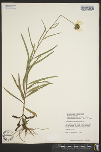 Helianthus angustifolius image