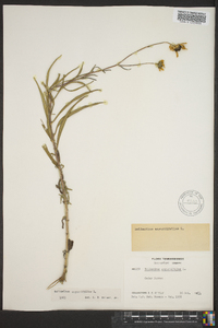 Helianthus angustifolius image