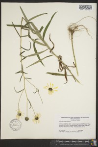 Helianthus angustifolius image