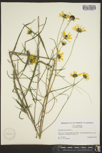 Helianthus angustifolius image