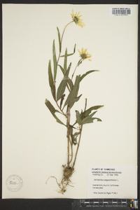 Helianthus angustifolius image