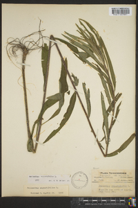 Helianthus angustifolius image