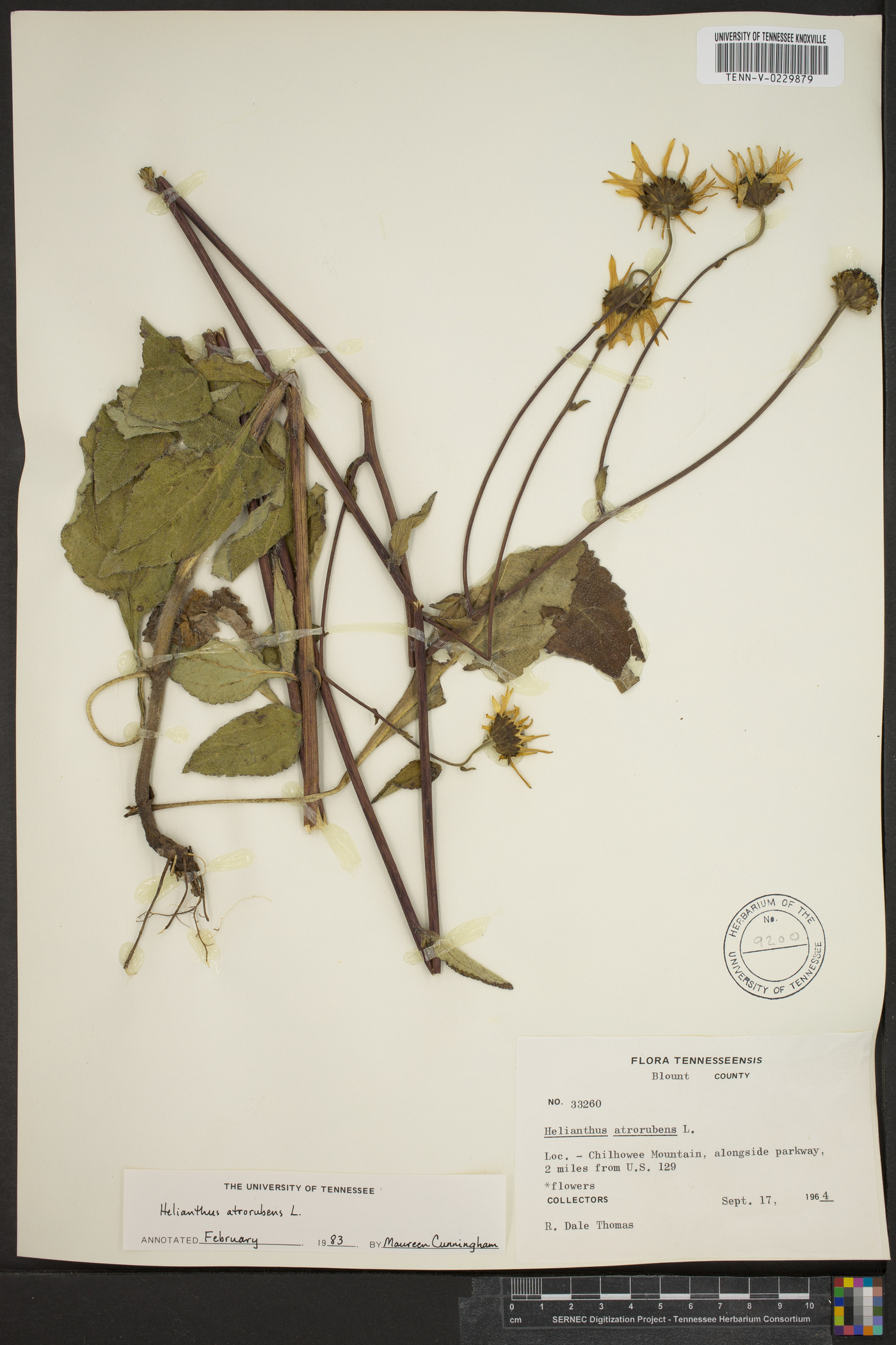 Helianthus atrorubens image