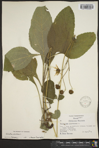 Helianthus atrorubens image