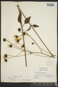 Helianthus atrorubens image