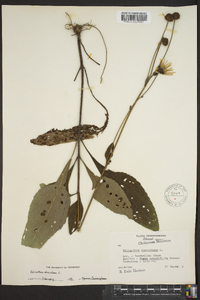 Helianthus atrorubens image