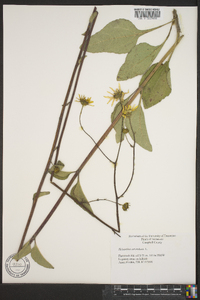 Helianthus atrorubens image