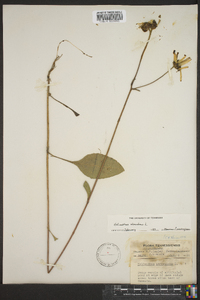 Helianthus atrorubens image