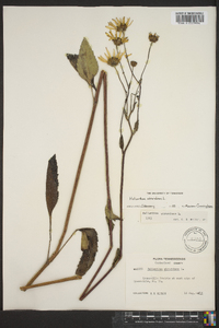 Helianthus atrorubens image