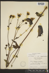 Helianthus atrorubens image