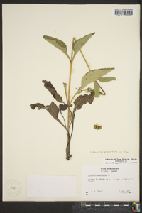 Helianthus atrorubens image