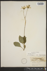 Helianthus atrorubens image