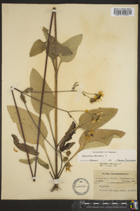 Helianthus atrorubens image