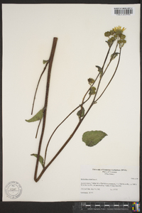 Helianthus atrorubens image