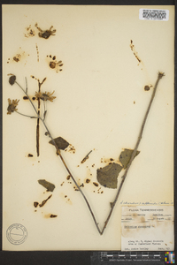 Helianthus atrorubens image