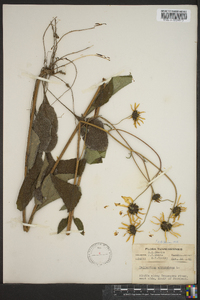 Helianthus atrorubens image