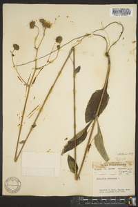 Helianthus atrorubens image