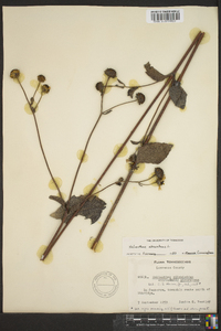 Helianthus atrorubens image