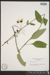 Helianthus atrorubens image