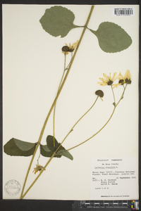 Helianthus atrorubens image