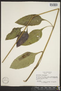 Helianthus atrorubens image