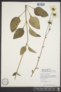 Helianthus atrorubens image