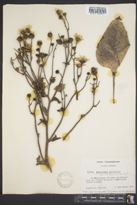 Helianthus atrorubens image