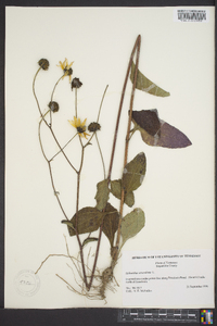 Helianthus atrorubens image