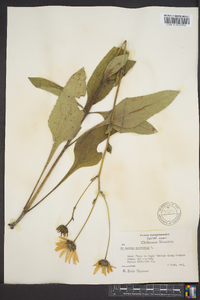 Helianthus atrorubens image