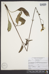 Helianthus atrorubens image
