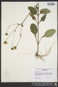 Helianthus atrorubens image