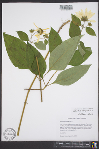 Helianthus decapetalus image