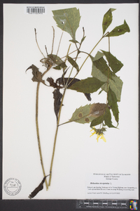 Helianthus decapetalus image