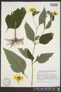 Helianthus decapetalus image