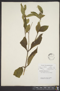 Helianthus decapetalus image