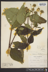 Helianthus decapetalus image