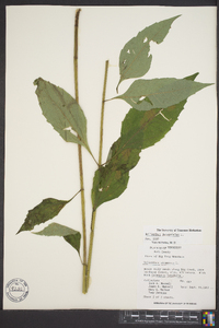 Helianthus decapetalus image